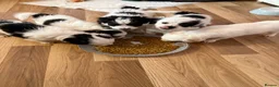 Mixed Breed dogs for sale: Bichon Maltese - Advert 3