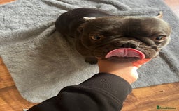 French Bulldog dogs for sale: 🐶 KC Registered Male French Bulldog – 1yr 9mo - Image 7