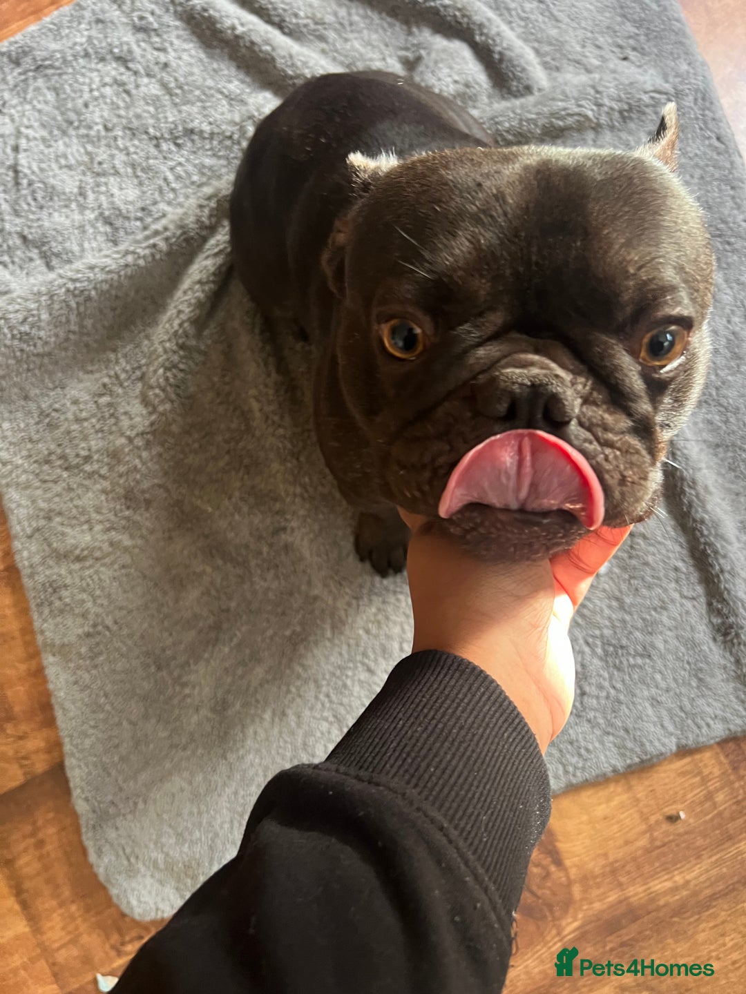 French Bulldog dogs for sale: 🐶 KC Registered Male French Bulldog – 1yr 9mo - Image 7
