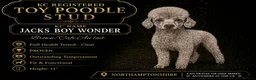 Toy Poodle dogs for stud: KC Toy Poodle Stud - Advert 1