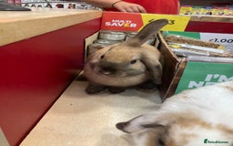 Dwarf Lop rabbits for sale: Two females  - Image 4