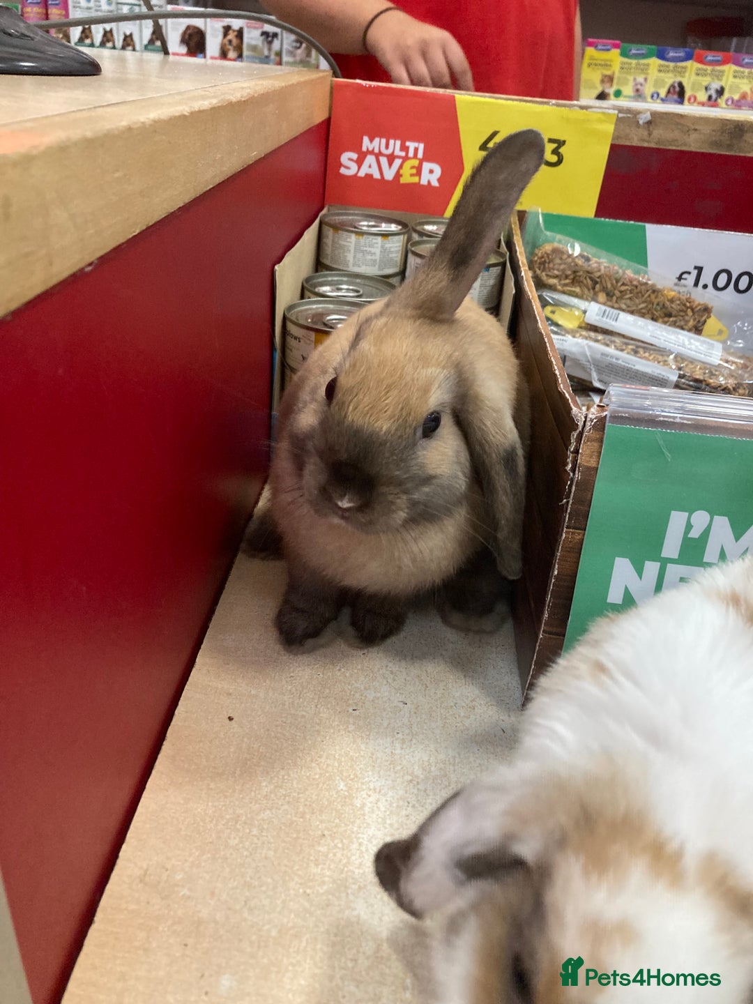 Dwarf Lop rabbits for sale: Two females  - Image 4