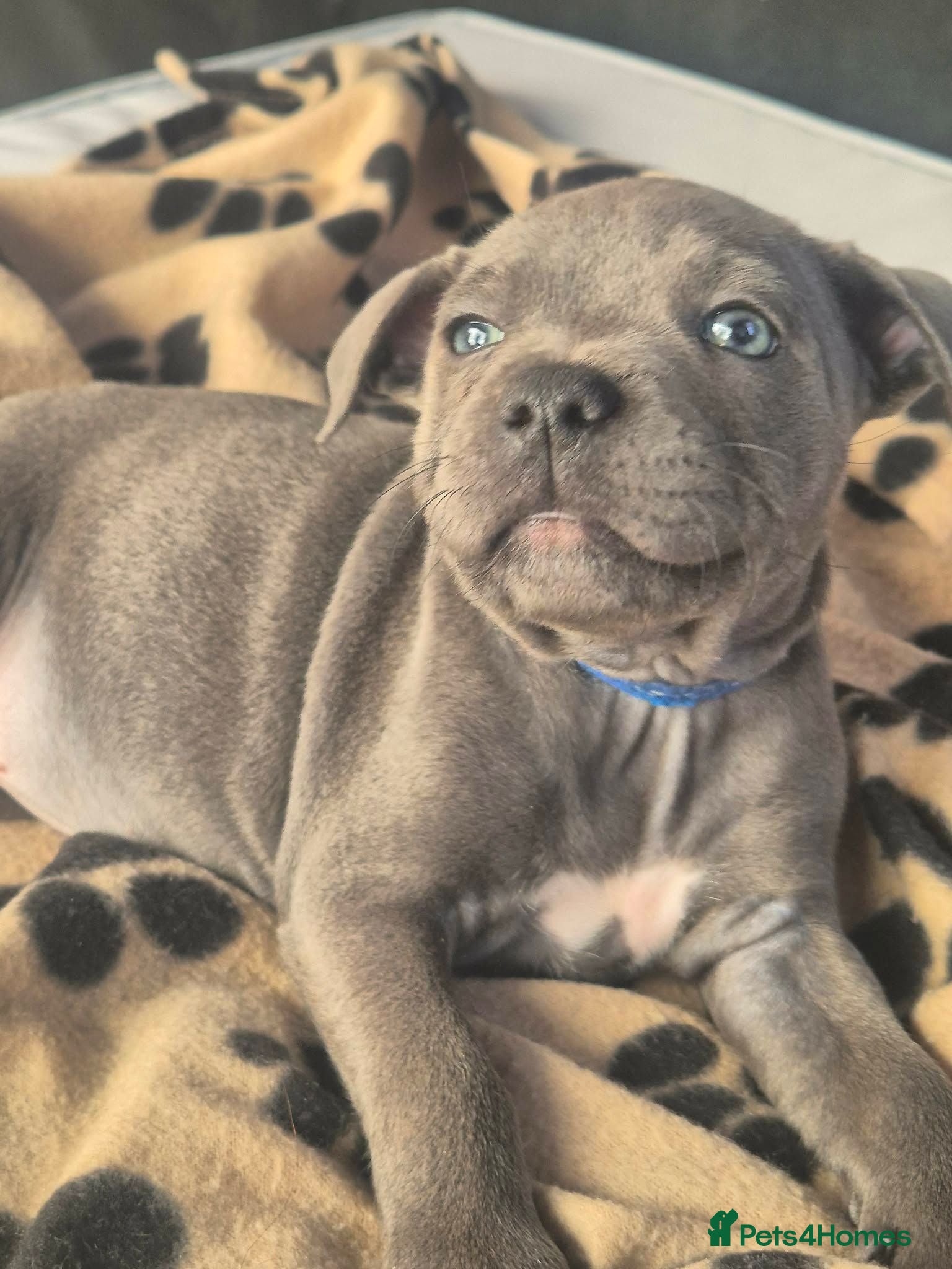 Staffordshire Bull Terrier dogs Gorgeous staffy puppy🥰🥰 - Advert 3