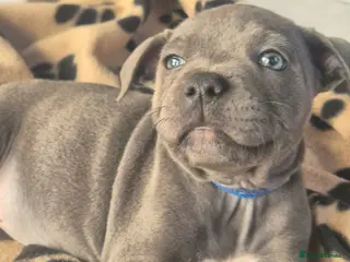 Staffordshire Bull Terrier dogs Gorgeous staffy puppy🥰🥰 - Advert 3