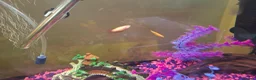 Bettas fish for sale: Female bata fish and cherry barbs  - Advert 4
