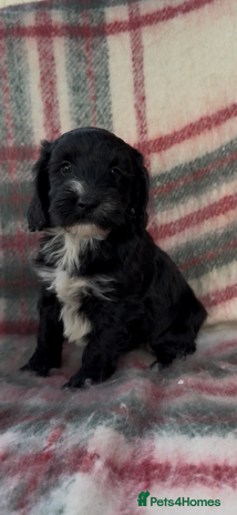 Cockapoo dogs - Advert 1
