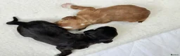 Cocker Spaniel dogs for sale: Kc registered working cocker spaniel puppies  in Rye - Advert 6