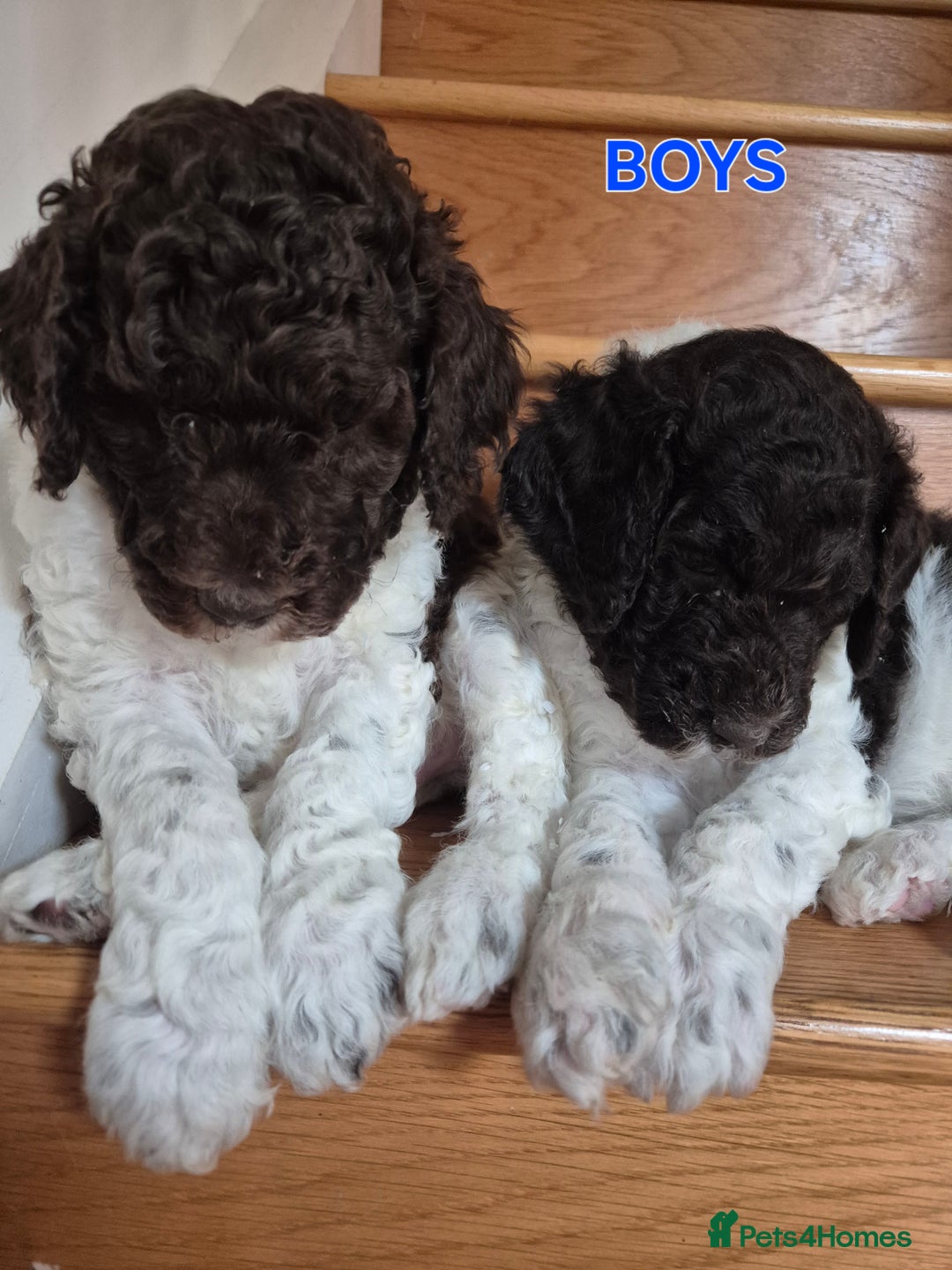 Standard Poodle dogs for sale: KC Reg Chocolate parti Standard Poodle puppies - Image 13