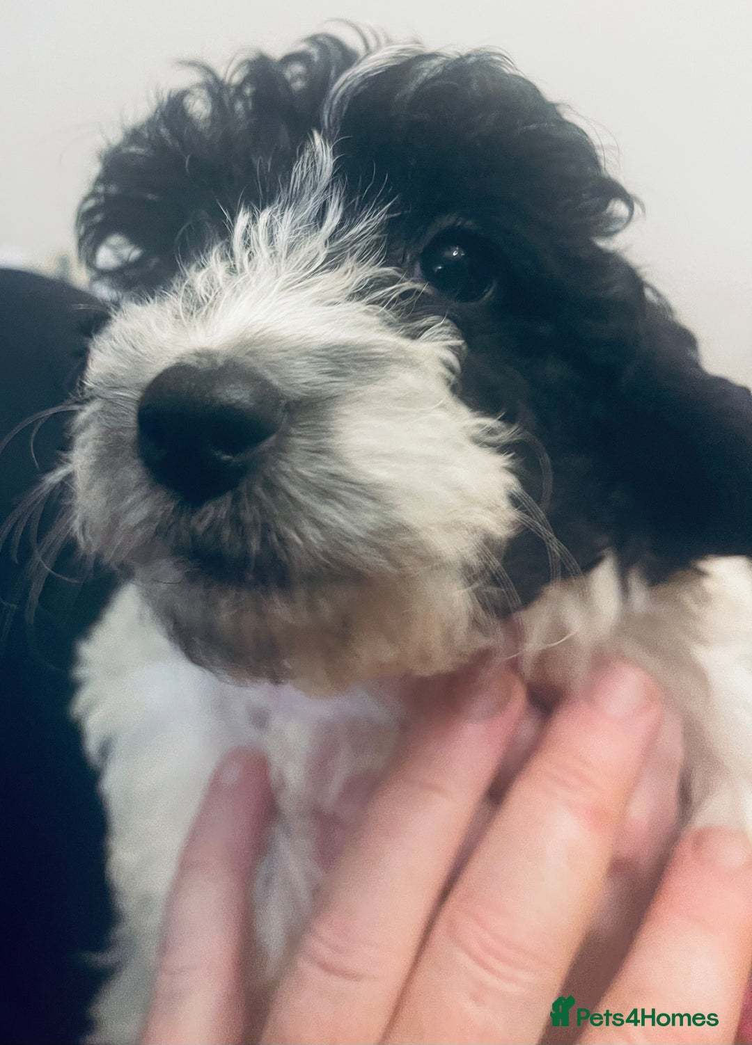 Sproodle dogs for sale: Stunning little sproodle / springer / poodle - Advert 5