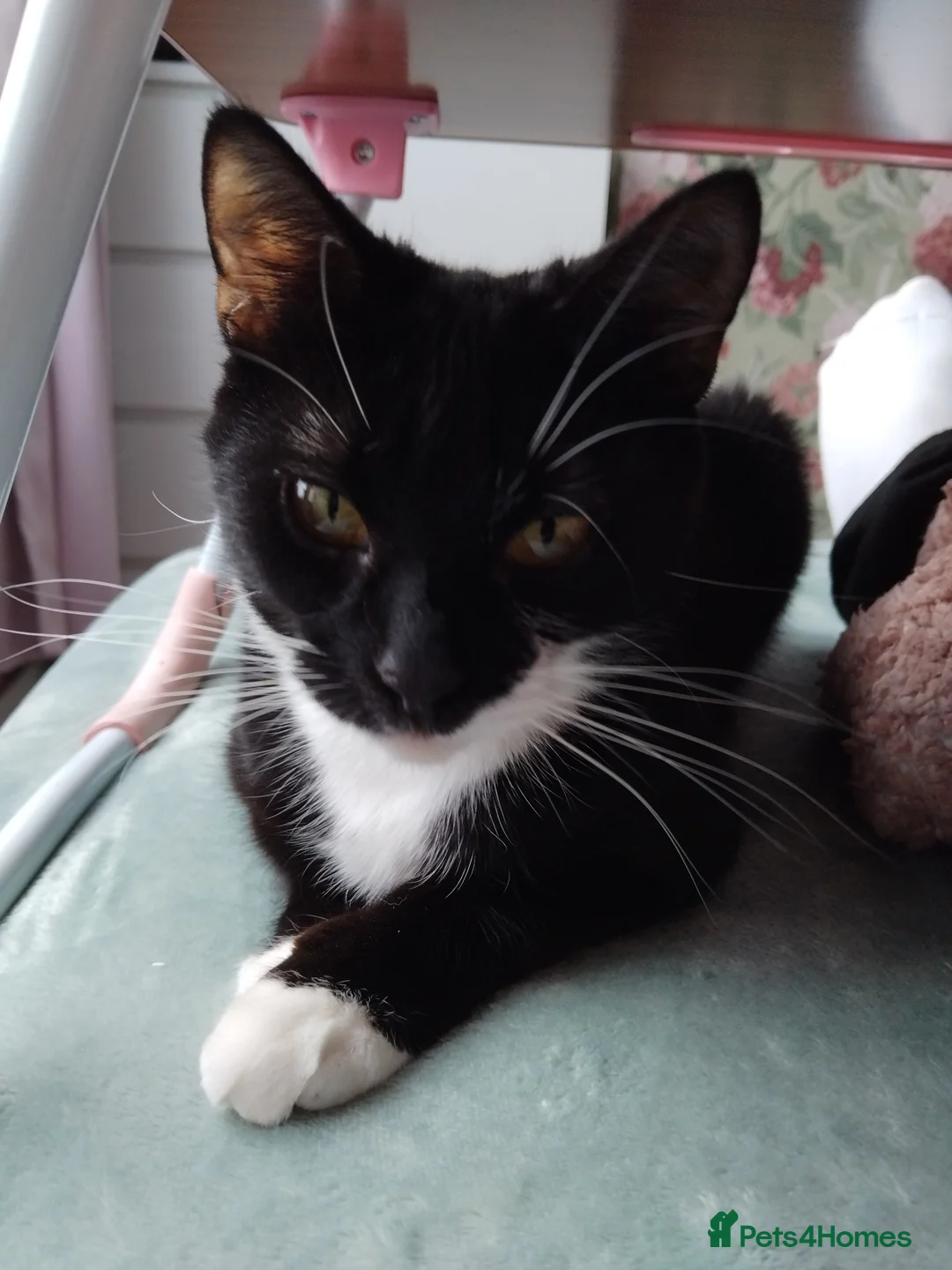 Domestic Shorthair cats for sale: Sabrina tuxedo female  - Advert 2