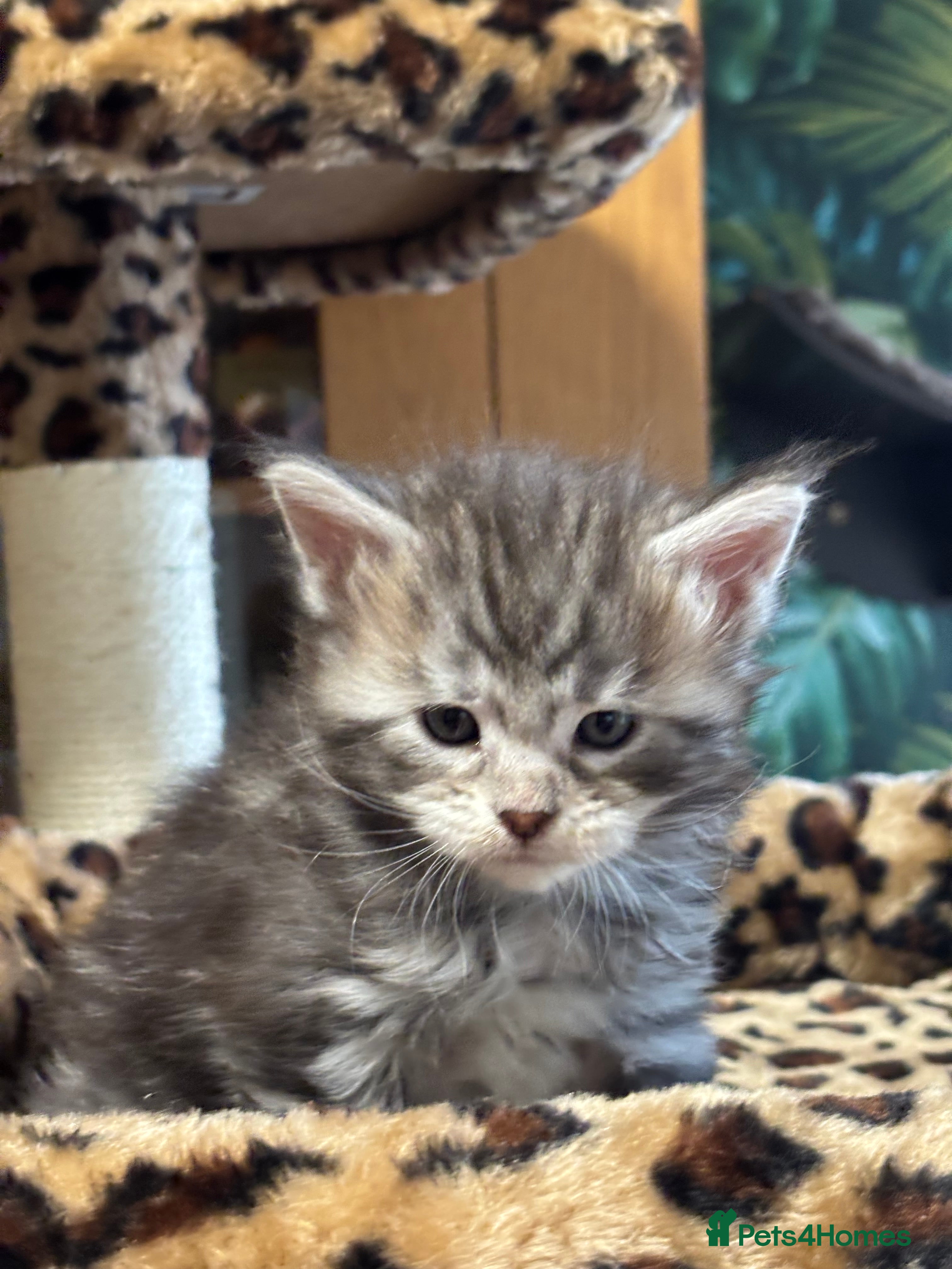 Maine Coon cats Stunning Maine coon polydactyl litter - Advert 1