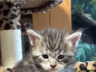 Maine Coon cats Stunning Maine coon polydactyl litter - Advert 1