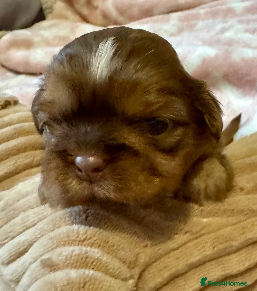 Shih Tzu dogs for sale: Chocolate Shihtzu puppies  - Advert 8