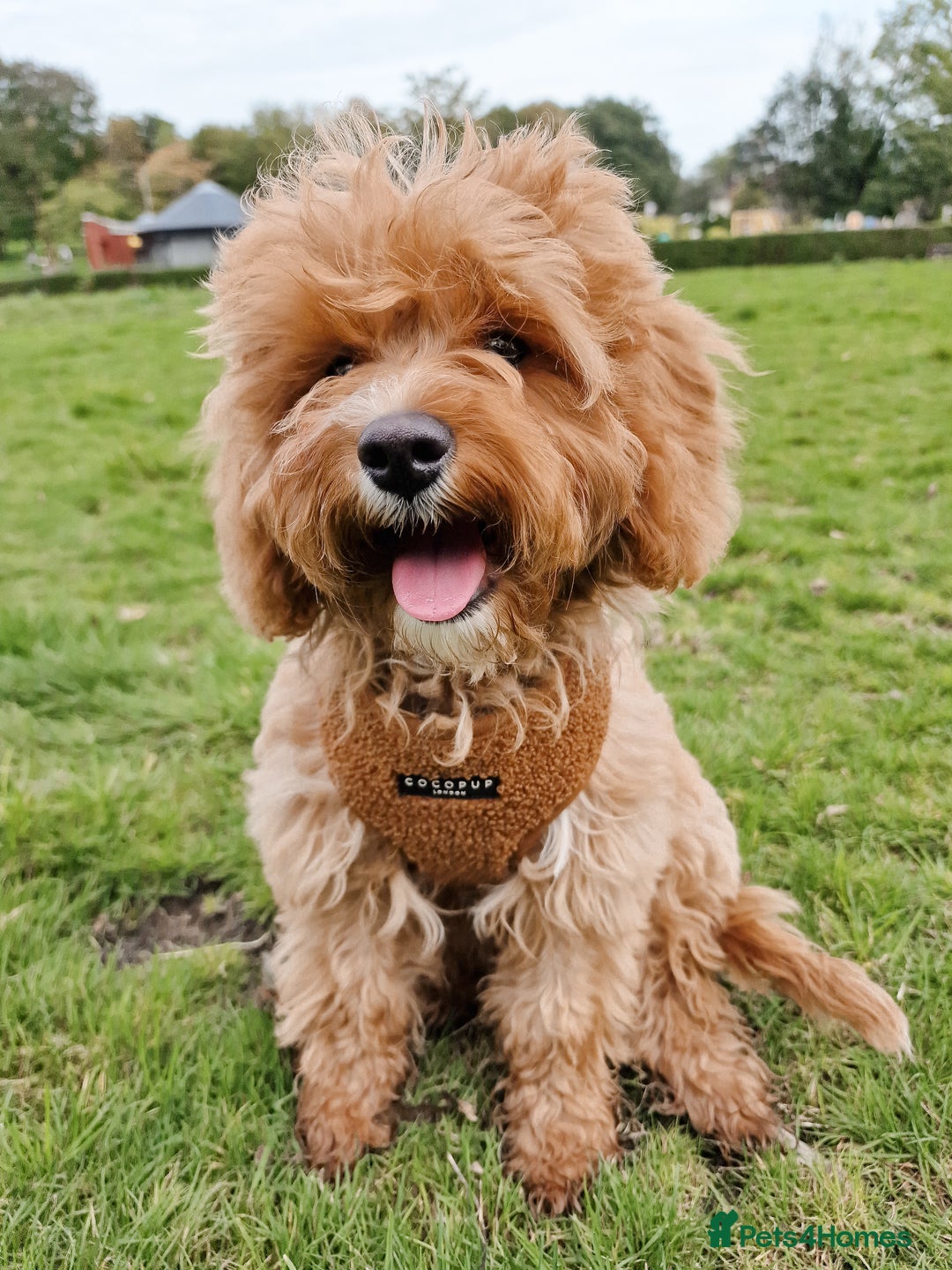 Cavapoo dogs for sale: Amazing Cavapoo Coffee - Advert 1