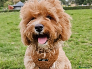 Cavapoo dogs for sale: Amazing Cavapoo Coffee - Advert 1