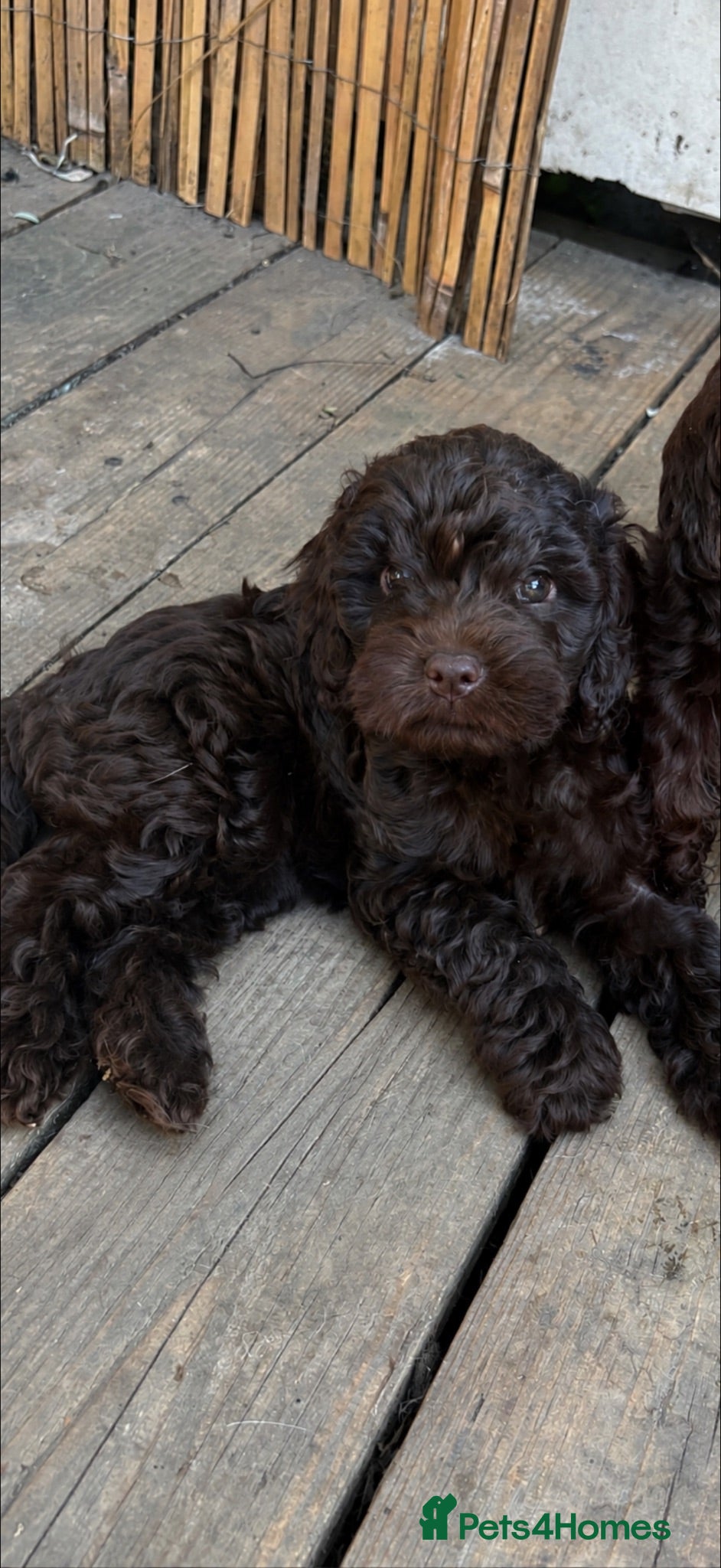 Cockapoo dogs Gorgeous Chocolate Cockapoo Spaniel Puppies - Advert 11