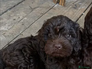 Cockapoo dogs Gorgeous Chocolate Cockapoo Spaniel Puppies - Advert 11