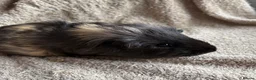 Guinea Pig rodents for sale: Neutered male bonded males  in Chesterfield - Advert 4