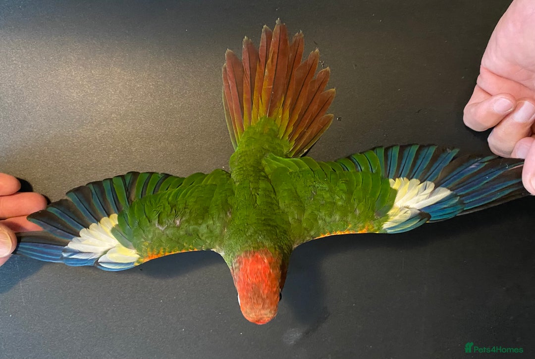 Conures birds for sale: Rose Crowned Conure Pyrrhura Rhodocephala  - Image 3