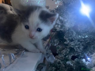 Mixed Breed cats Beautiful fluffy kittens- 2 left - Advert 17