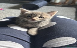 Domestic Shorthair cats for sale: Adorable Kittens - 4 available. Grey & Tabby - Image 8