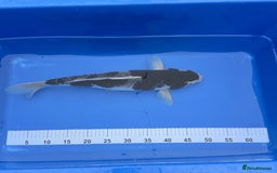 Koi Carp fish for sale: Pond Clearance - Image 6
