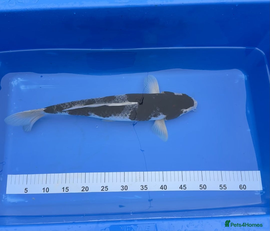 Koi Carp fish for sale: Pond Clearance - Image 6