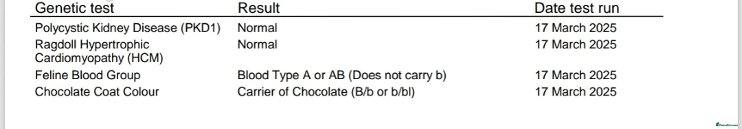 Ragdoll cats for sale: Blue tabby GCCF (ACTIVE) Queen - Advert 9