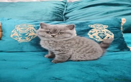 British Shorthair cats for sale: BSH🇬🇧👑🇬🇧💙British Shorthair girl😻💙 Gccf  - Image 17