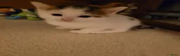 British Shorthair cats for sale: Cute tabby and white kittens for sale - Advert 2
