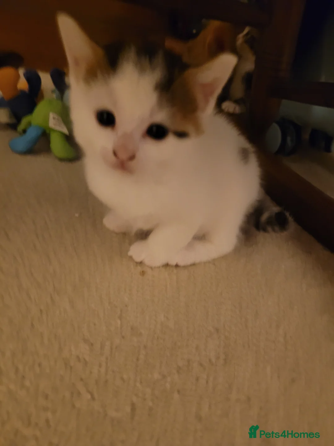 British Shorthair cats for sale: Cute tabby and white kittens for sale - Advert 2