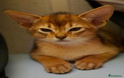 Abyssinian cats for sale: Beautiful Aby  kitten from Champions line - Image 17