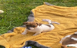 Jack Russell dogs for sale: Jack Russell - Image 3