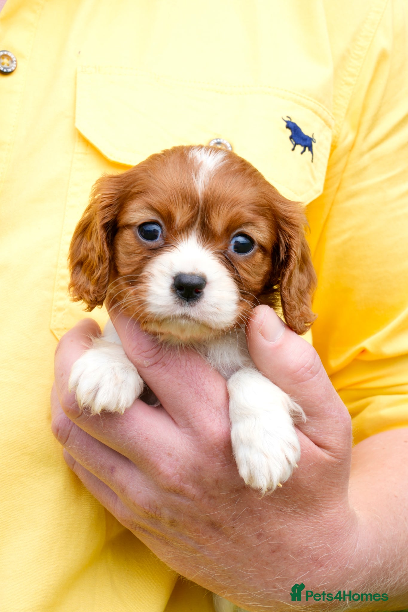 Cavalier King Charles Spaniel dogs for sale: Cavalier King Charles Puppies - Advert 5