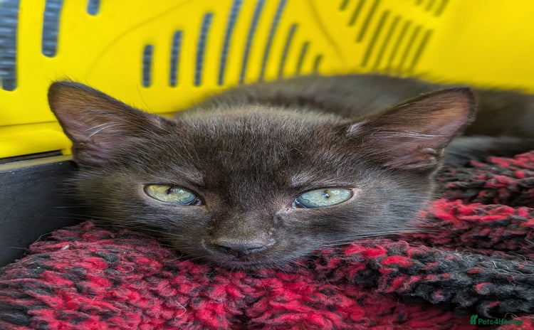 Mixed Breed cats - Advert 15