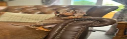 Dachshund dogs for sale: Miniature Dachshund Puppies - Advert 2