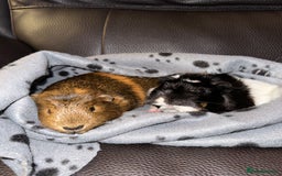 Guinea Pig rodents for sale: Female guinea pig pair (must stay together) - Image 14