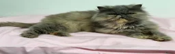 Persian cats for sale: Gccf registered active female Persian  - Advert 12
