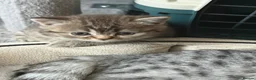 Scottish Fold cats for sale: Stunning British Shorthair/Scottish Fold Kittens🐾 in London - Advert 16