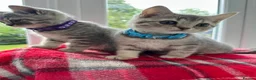 British Shorthair cats for sale: BSH Girl & Boy Beautiful Grey Stripe Kittens - Advert 3