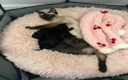 British Shorthair cats for sale: Siamese/BSH kittens - Image 1
