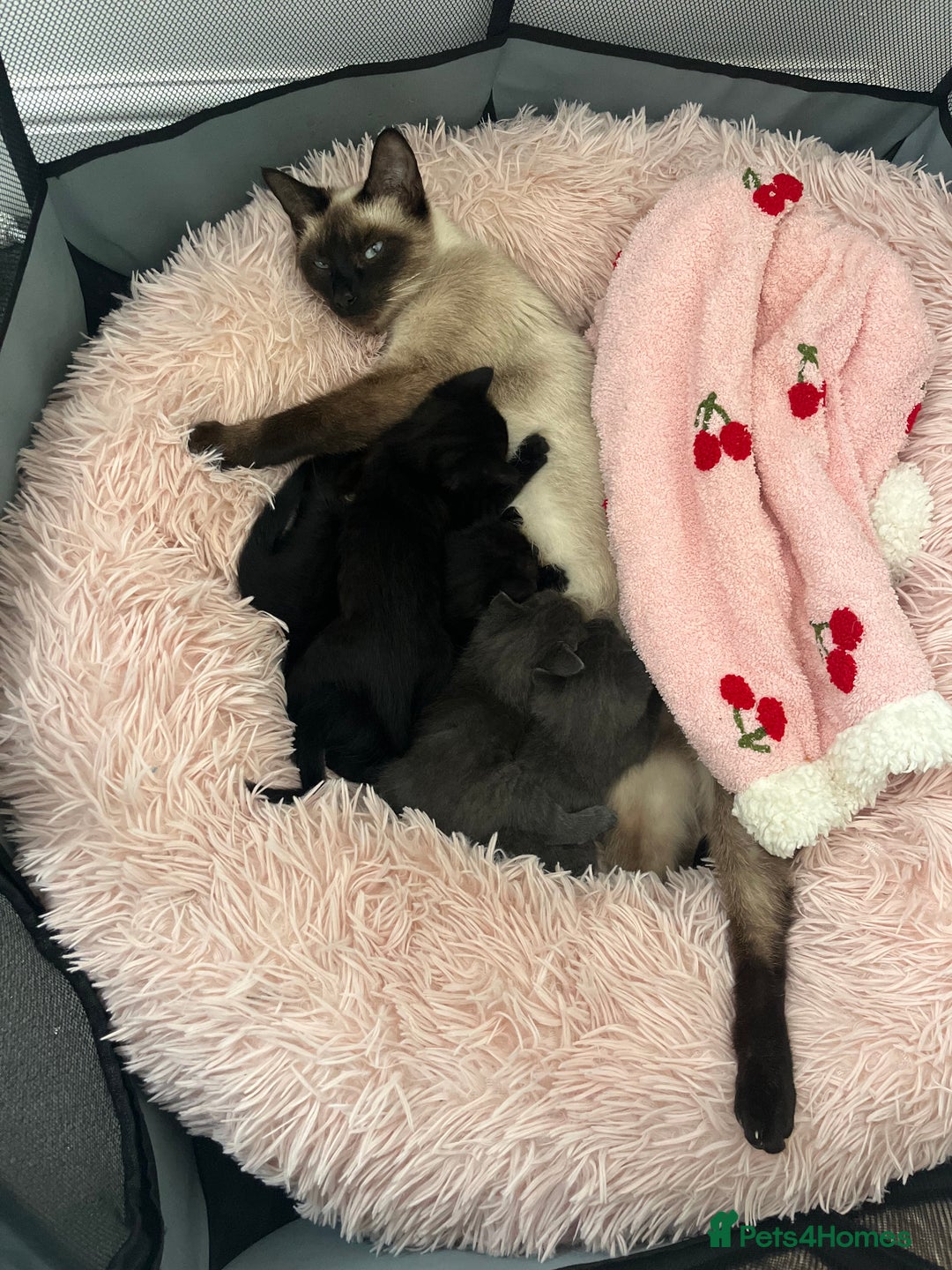 British Shorthair cats for sale: Siamese/BSH kittens - Image 1