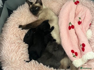 British Shorthair cats - Advert 5