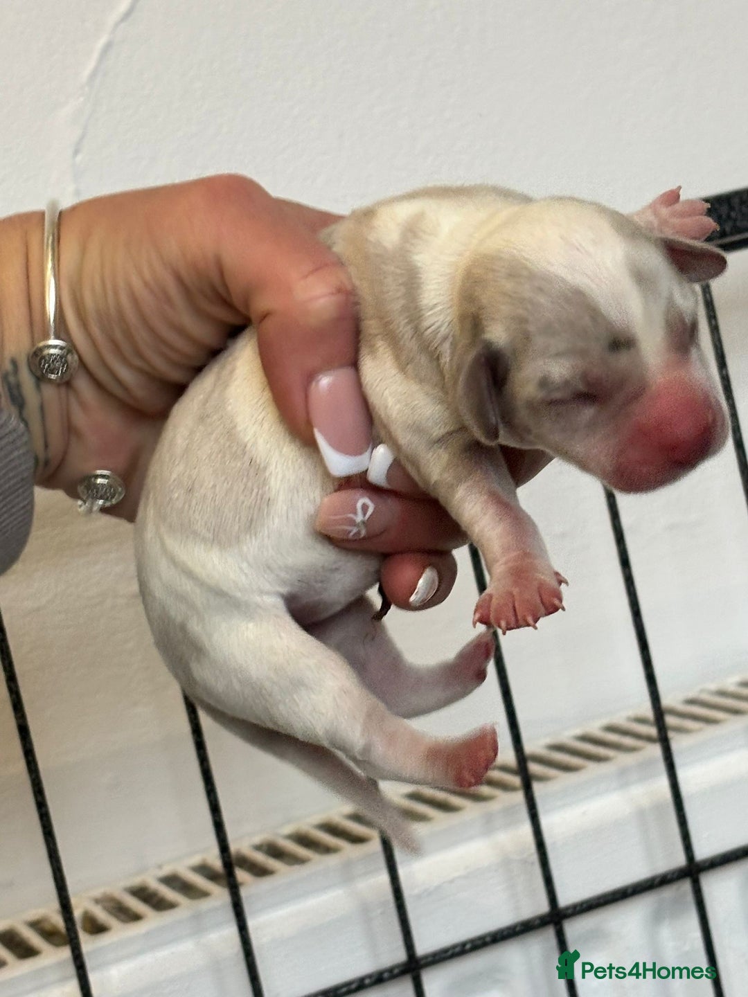 Dachshund dogs for sale: Miniature dashaund - Advert 6