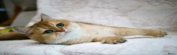 British Shorthair cats for sale: BSH Retired Queen, very young  - Advert 2