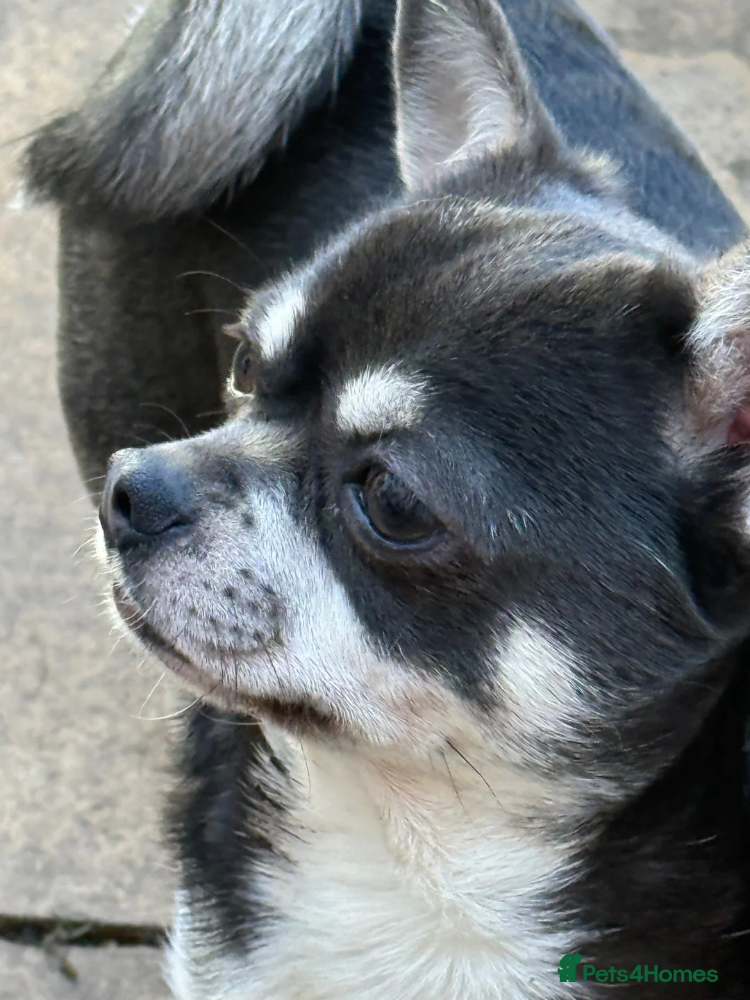 Chihuahua dogs for sale: Adorable blue/liac chihuahua pure pups  - Advert 2