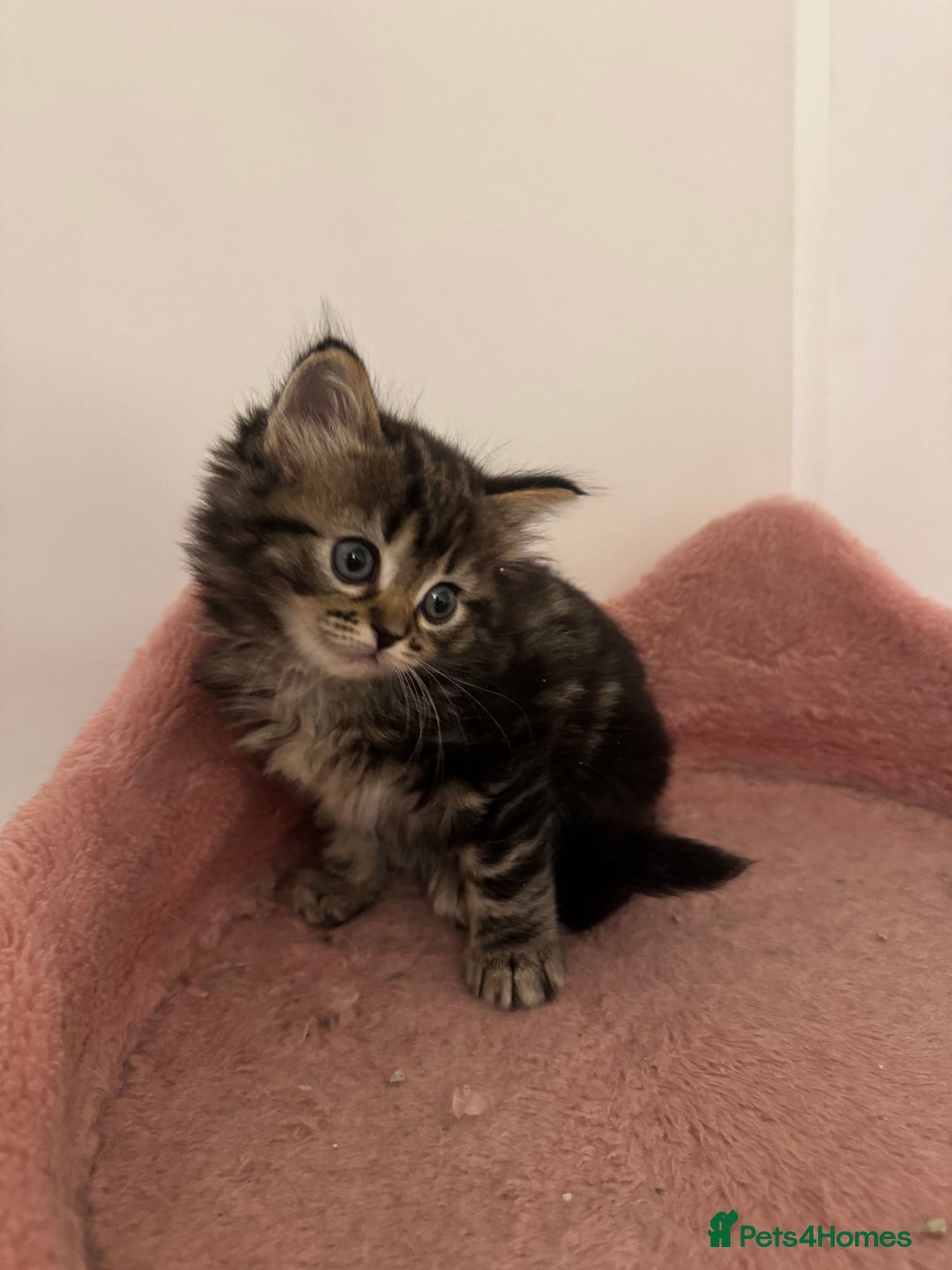 Ragdoll cats for sale: 5 beautiful kittens, 3/4 ragdoll 1/4 tabby - Advert 13