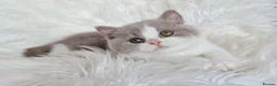 British Shorthair cats for sale: Stunning British shorthair kittens  - Advert 2
