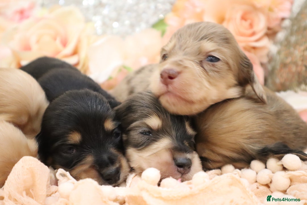 Miniature Dachshund dogs for sale: KC Longhair Miniature Dachshund Puppies - Image 24
