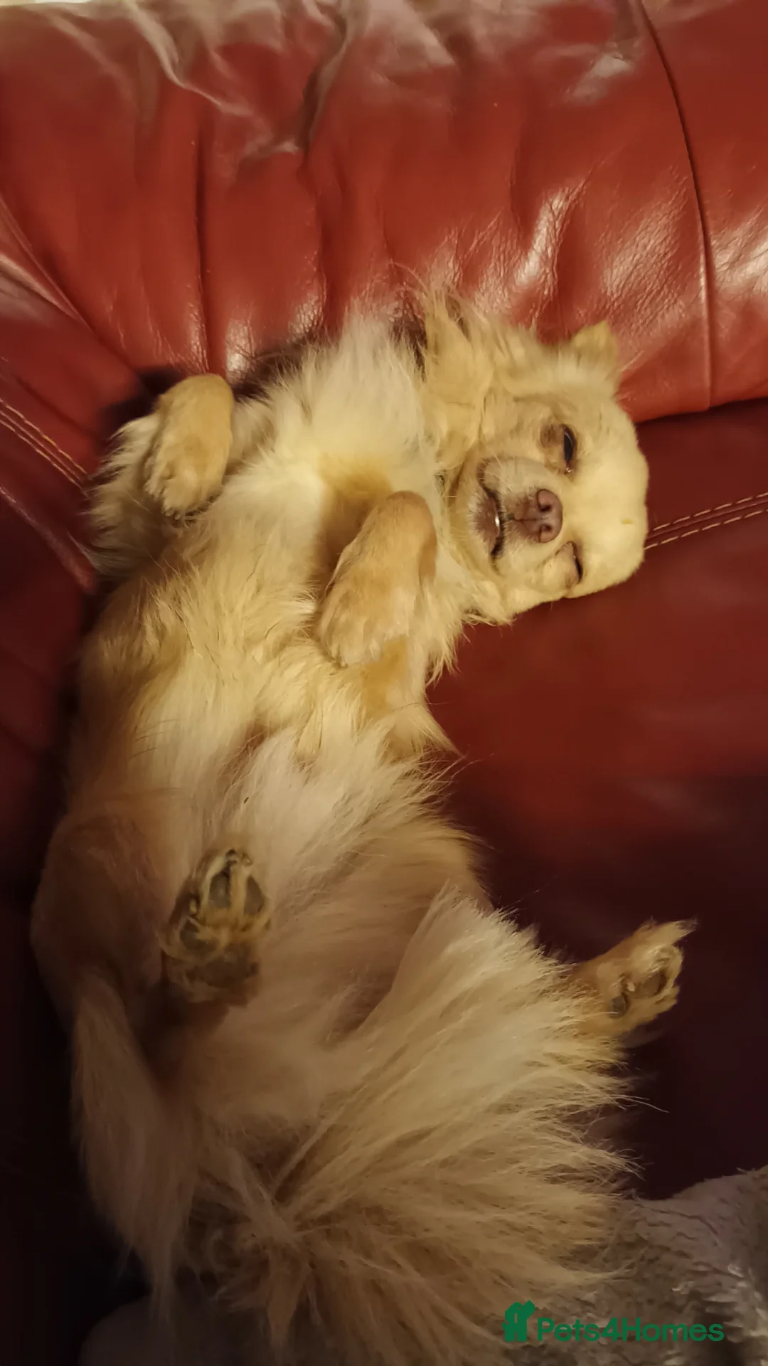 Chihuahua dogs for stud: 2kg small chihuahua stud - Advert 3